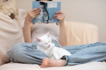 猫が『飼い主にだけ見せる』行動5選　何気ない仕草の意味から上手な応え方まで