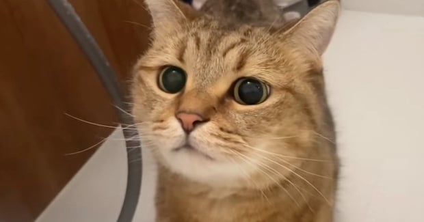 部屋を移動するたびに後をついてくる『甘えん坊な猫』…思わず笑う『可愛いストーカー』ぶりに「いろいろな所に出没するw」「チェックしにきたw」