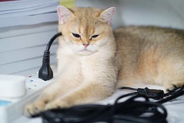 コンセントの近くの猫