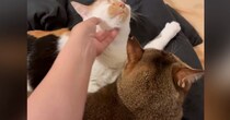 先輩猫を嫉妬させずに『後輩猫を撫でる方法』とは……飼い主が編み出した『まさかの解決策』が123万表示「よく思いついたね」「器用ｗｗ」