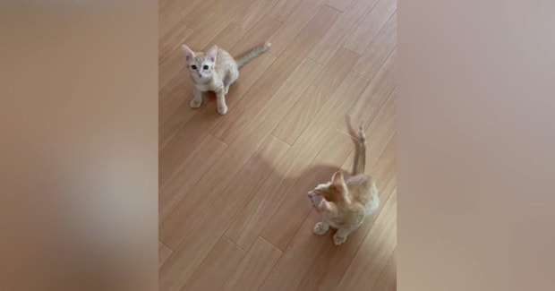 『ニャオー』と鳴いていた兄猫→となりにいた『妹猫の鳴き声』を聞くと…尊すぎる瞬間が22万再生「おチビ特有のやつｗ」「何回も聞いたｗ」