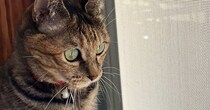 鳥を眺めていた猫→スッと立ち上がって…なんともいえない『座り方』に３万いいね「ぬいぐるみみたいｗ」「野生の目をしているｗ」と話題