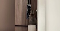 『ドアの前で座っていた猫』を後ろから見守っていると……驚きの行動と『まさかの展開』に１万いいね「天才か」「笑った」と話題