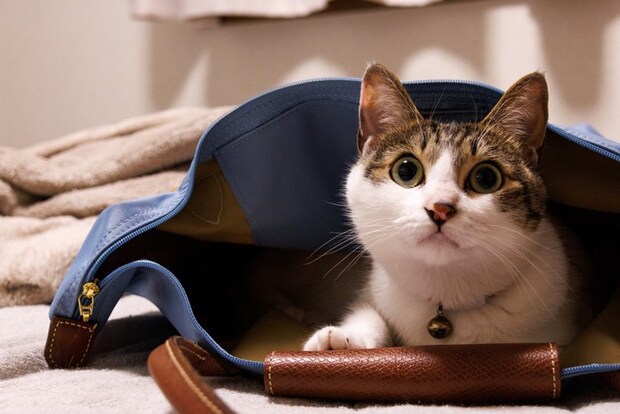 バッグに潜り込んで外出を阻止する猫