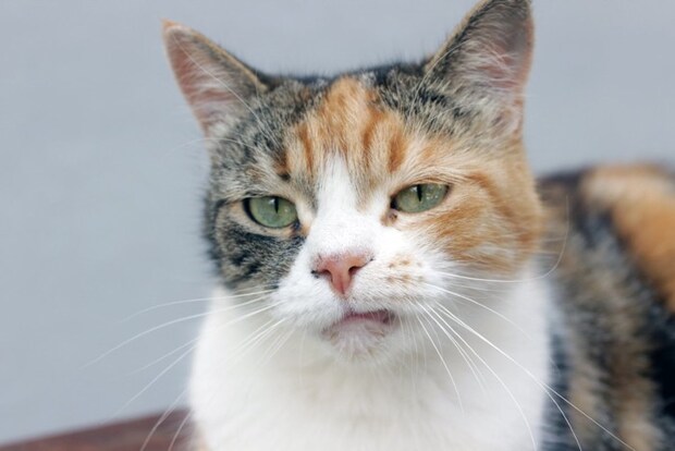 半ギレする猫