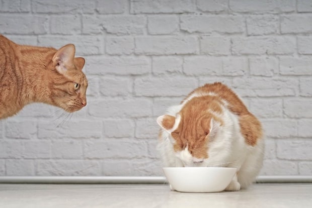 ごはんを食べる猫を見る猫