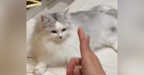 猫に指で『バーン』と撃つふりをした結果→ワンテンポ遅れて……まさかの『名演技』に１万いいね「長い間がいいね」「大正解」と反響