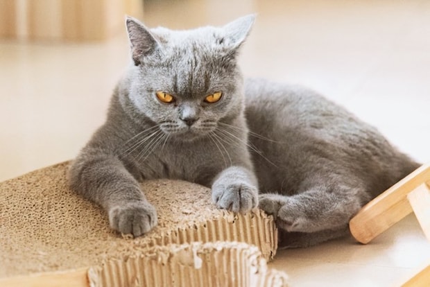 正面を見つめる目つきの悪い猫