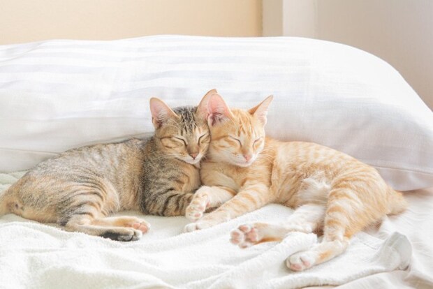 枕の前で寄り添う2匹の猫