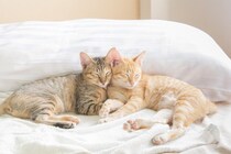 ペットロスの悲しみは猫にも？意外と知らない「同居の動物が亡くなったときの猫の反応」【獣医師執筆】