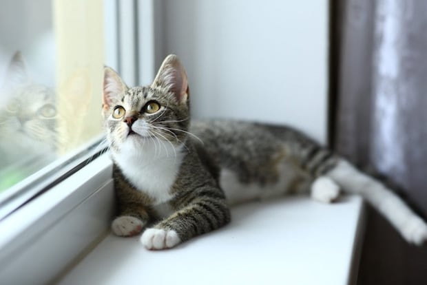 窓の外を見上げている猫