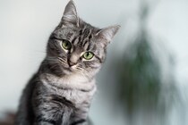 猫から聞こえてくる『可愛い音・困った音』3選　日常で耳にするシーンや人に与える影響も解説
