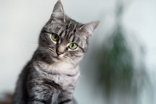 猫から聞こえてくる『可愛い音・困った音』3選　日常で耳にするシーンや人に与える影響も解説