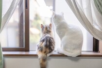 『孤独を感じている猫』がみせるサイン5選　寂しさの原因から和らげるためのポイントまで