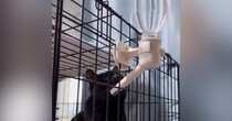 水を飲むと泡が出ることに気づいた黒猫…『まさかの行動』が可愛すぎると２万いいね「ずっと見ていられる」「気づくの賢いｗ」と話題