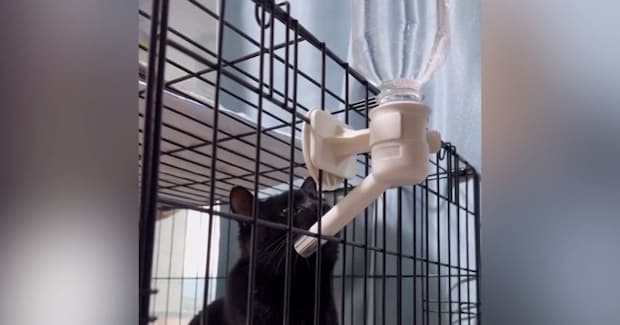 水を飲むと泡が出ることに気づいた黒猫…『まさかの行動』が可愛すぎると２万いいね「ずっと見ていられる」「気づくの賢いｗ」と話題