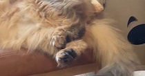 猫がいる方向から『謎の音』→何かと思ったら…『まさかの行動』に笑ってしまう人が続出「楽しんでいそうｗ」「暑くなってきたからねｗ」