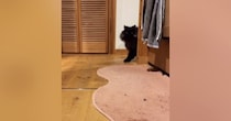 『おいで』と呼ばれた猫→トコトコと近づいてきて…とんでもなく尊い『愛おしさ満載の反応』が26万再生「想像以上に可愛い」「声出た」