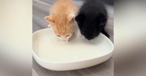 2匹の保護子猫が初めて家に来た日→『ミルク』をあげると…『尊い光景』に癒される人が続出「真っ白だねｗ」「すくすく育ってね」