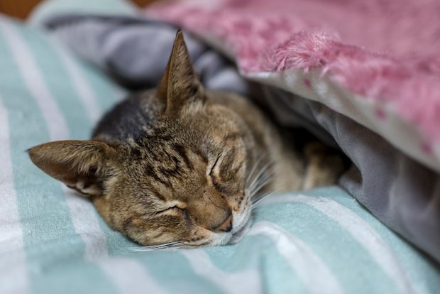 布団をかけて寝る猫
