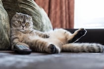 猫が『自分は人間』だと思っていそうな行動3選　仕草が持つ意味やマネしてくる理由まで