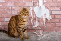 猫のいる家に最適な『壁』3選　傷・汚れに強い素材やキレイを保つ工夫をご紹介