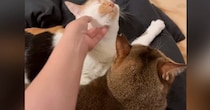 先輩猫を嫉妬させずに『後輩猫を撫でる方法』とは……飼い主が編み出した『まさかの解決策』が123万表示「よく思いついたね」「器用ｗｗ」