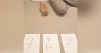 子猫に『自分の名前』を選ばせてみた結果→『向かった先』が……まさかの瞬間が137万再生「決め方がかわいいｗ」「決まったーｗ」と話題
