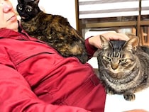パパのことが大好きな女子猫たち→熱烈にアピールして…愛を感じる『争奪戦』が11万再生「ニャバクラ状態」「ニヤニヤしっぱなしだった」