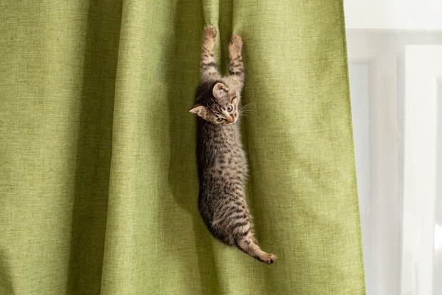 猫とカーテン