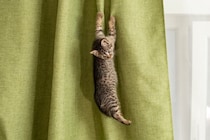 猫が『カーテン登り』をしたがる理由4つ　防ぐための対策方法や正しいやめさせ方