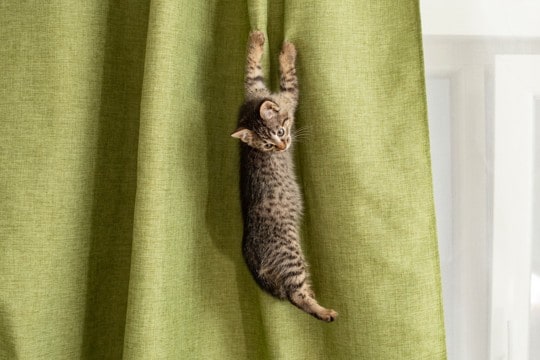 猫が『カーテン登り』をしたがる理由4つ　防ぐための対策方法や正しいやめさせ方