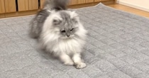 カーペットを交換していると、猫たちが興味津々な様子で…『可愛らしい反応』に癒される人が続出「テンション高めｗ」「個性が出るね」