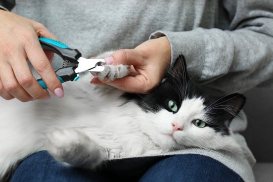 うちの子の「爪切り」これで大丈夫？猫の爪の成長速度を知って健康管理に役立てよう！【獣医師執筆】