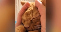 気持ちよさそうに『マッサージされる茶トラ猫』…手を止めた瞬間の『まさかの反応』が50万再生「思わず叫んだｗ」「悪い笑い方してるｗ」