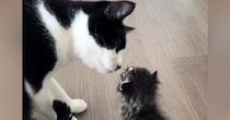 5匹のお兄ちゃん猫が『小さな子猫』と対面した結果……尊すぎる『リアクション』が13万再生「ただただ癒された」「動きも全部たまらん」