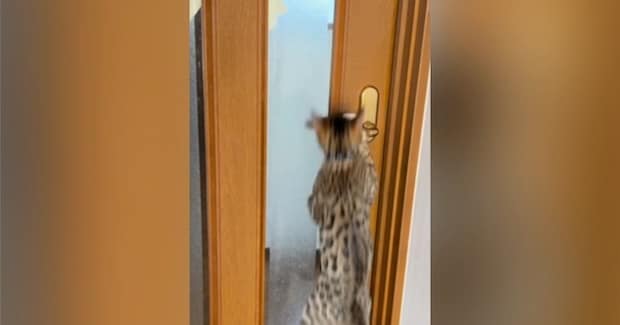 扉を開けようとする『2匹の猫』→ドアノブを触ると……『開け方の違い』が面白いと26万再生「人間みたいにｗ」「驚いた」と反響