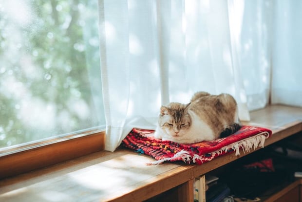 窓辺の猫