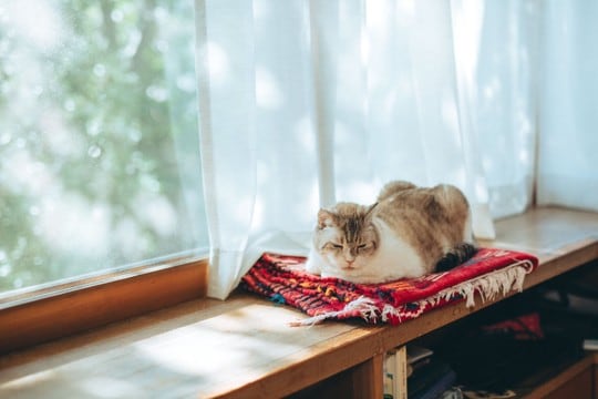 猫が『認知症』になると表れる初期症状5つ　見逃しがちなサインや進行を遅らせる方法