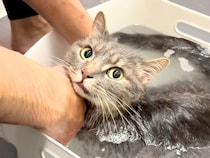 お風呂に入れようとしたら、鳴いて助けを求める猫→シャンプーを始めると…驚きの『態度の変化』が59万再生「偉い子」「かわいい表情」