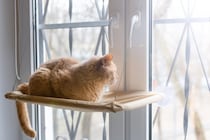 猫が『窓の外』を眺めているときの心理3選　外に出たがっているの？満足させる工夫も解説