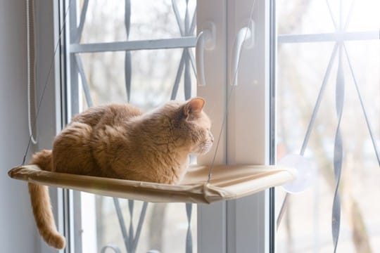 猫が『窓の外』を眺めているときの心理3選　外に出たがっているの？満足させる工夫も解説