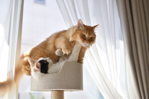 キャットタワーでケンカする猫