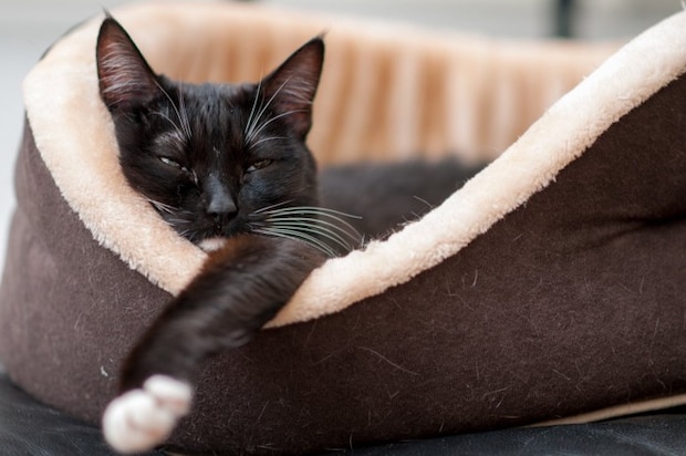ベッドから手を出した状態で眠たそうにする猫