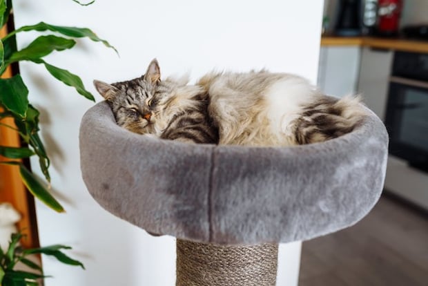 キャットタワーの上で眠る猫