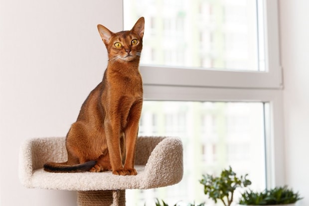 キャットタワーに座っているアビシニアン