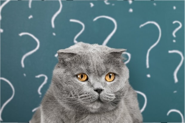 ？の書かれた黒板と猫