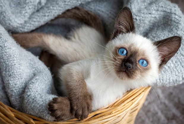 かごに入っているシャムの子猫