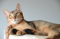 『飼うのが難しい』といわれている猫種5選　それぞれの性格から飼い主に必要な心得まで