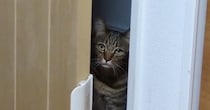 部屋の前にいた猫→ドアをゆらゆら動かして…まさかの『毎晩のルーティン』に「吹いちゃったｗ」「真顔がシュールｗ」と笑う人が続出